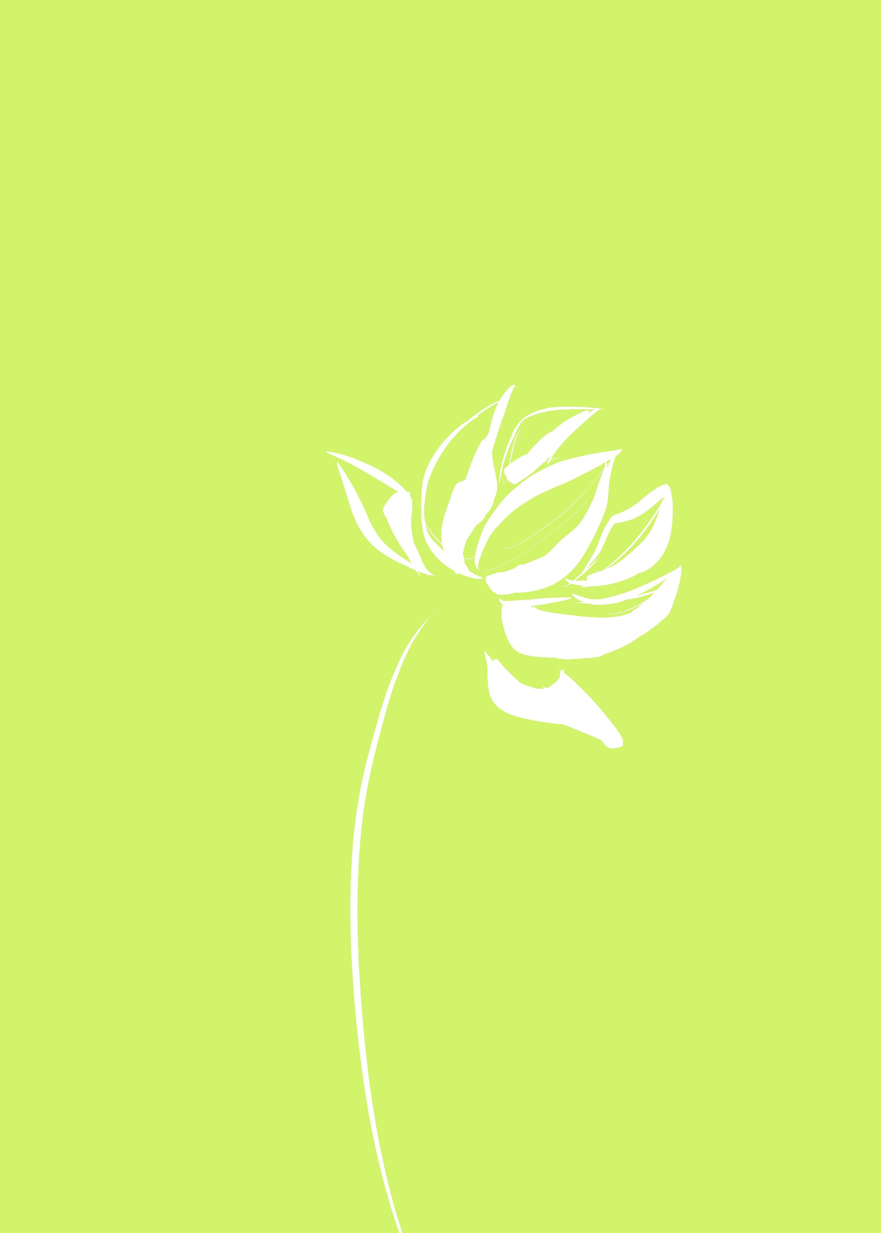当绿茶遇到白莲花