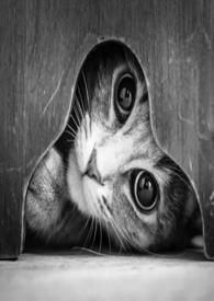 猫的报恩豆瓣 猫的报恩豆瓣