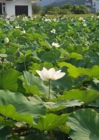 花神的名字叫什么