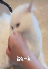 喵喵1v1笔趣阁