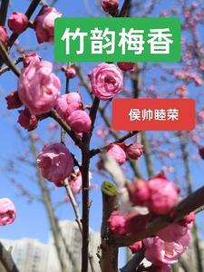 竹韵梅香新中式gl