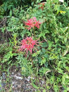 四合院之重回开始的时候TXT免费 四合院之重回开始的时候TXT免费