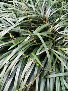 四合院之重生我为何大清 列表