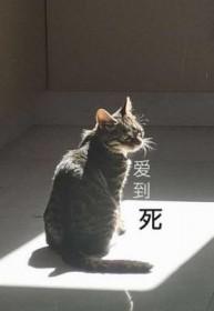 爱到死by玻璃时针讲了什么故事